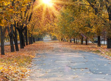  geçit Şehir Parkı içinde sarı yapraklar ağaçların ortasında bir sonbahar akşamı asfalt