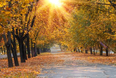  geçit ağaçların sarı ile ortasında bir şehir parkta bir sonbahar akşamı, Ukrayna, Kherson bırakır.