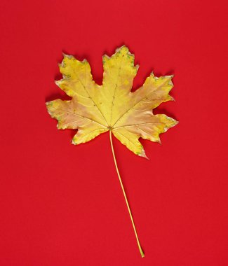 bir akçaağaç kırmızı bir arka plan, sonbahar koleksiyonu üzerinde bir sarı kuru yaprak