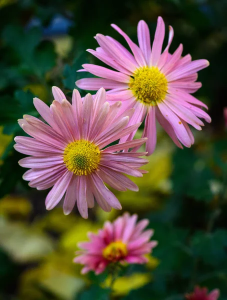 Rosa Blommande Chrysanthemum Närbild Dag — Stockfoto