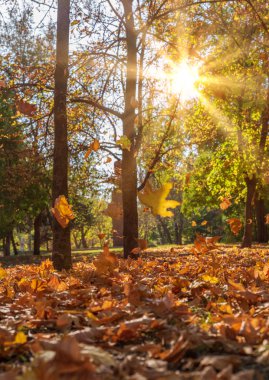 Sonbahar Şehir Parkı ağaçlar ve akşamları Ukrayna güneş ışınlarının sarı yapraklarda