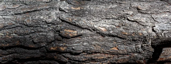 Töredék Burnt Pine Törzs Banner Közelről — Stock Fotó