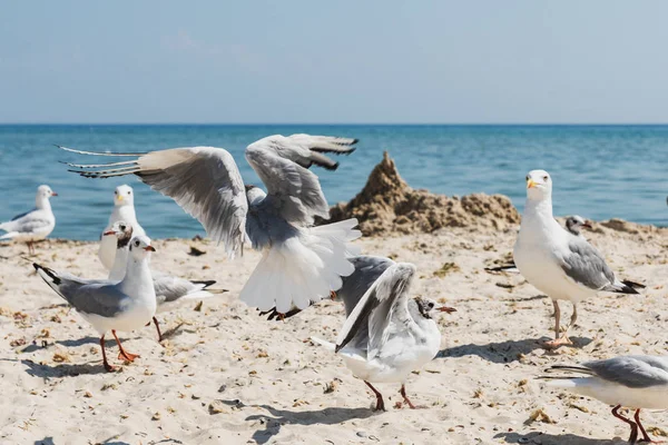 Racků Pláži Letní Slunečný Den Ukrajina Černé Moře — Stock fotografie