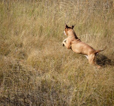 çim Amerikalı çukur boğa ile çalışan