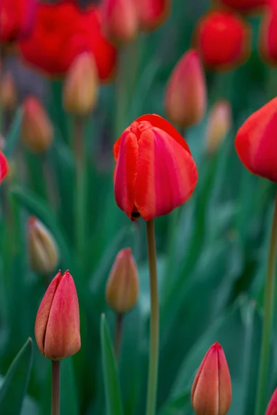 Rode bloeiende tulpen met groene bladeren — Stockfoto