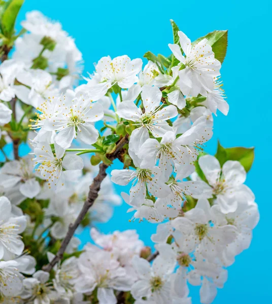 Rami che sbocciano ciliegia bianca su sfondo blu — Foto Stock