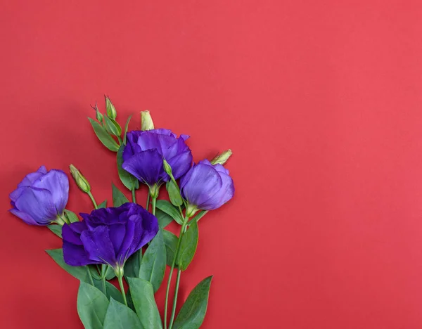 Flores frescas florescendo Eustoma Lisianthus em papel vermelho backgroun — Fotografia de Stock