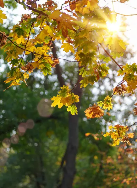 Gałąź Żółtymi Zielonymi Liśćmi Klonu Jesiennym Parku Ostrość Selektywna — Zdjęcie stockowe