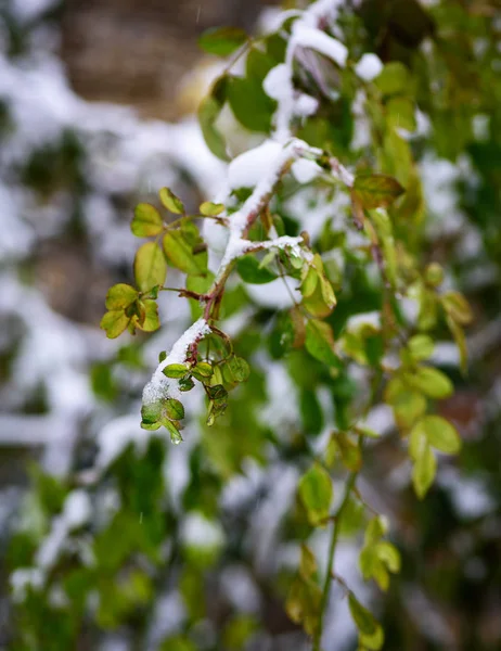 Ramas Rosas Con Hojas Verdes Cubiertas Con Una Capa Nieve —  Fotos de Stock