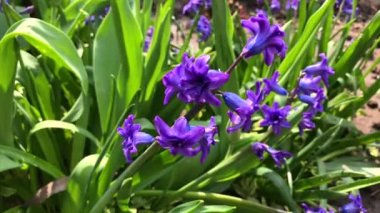 Çiçekli mavi sümbül, güneşli bir yaz akşamında bahçede, seçici bir odak noktası.