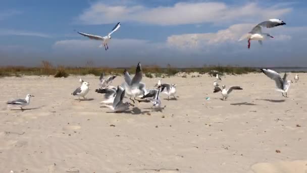 Flock Marine White Gulls Sandy Beach Black Sea Ukraine — Stock Video