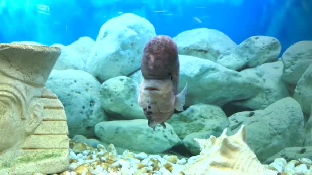 Flower Horn Fisk Simmar Akvariet — Stockvideo