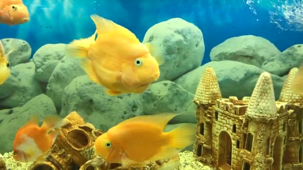 Mnoho Plovoucí Žluté Papouščí Ryby Akváriu — Stock video