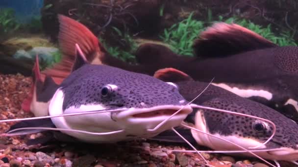 Red Tailed Catfish Swimming Aquarium — Stock Video