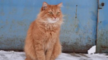 Büyük kırmızı tüylü kedi sokakta karın ortasında oturur ve donar.