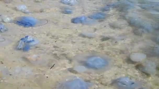méduses mortes et vivantes sur le rivage de la mer Noire, Ukraine 
