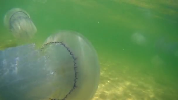 Grandes Medusas Nadam Debaixo Água Mar Negro — Vídeo de Stock