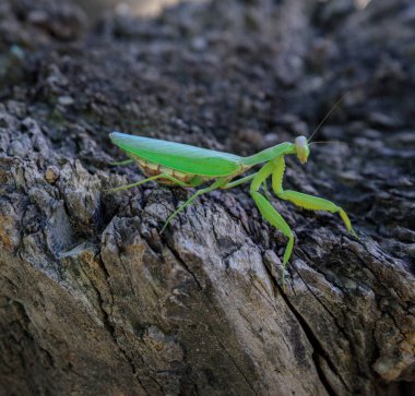 Mantis bir ağaç gövdesi üzerinde yeşil, yakın çekim