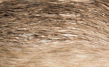 Sarı Sayfalar, tam kare ile açık eski kitap dokusuna