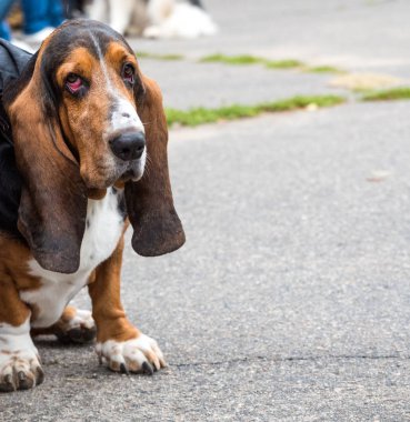 kahverengi Basset Hound asfalt üzerinde bir yaz gününde oturur.