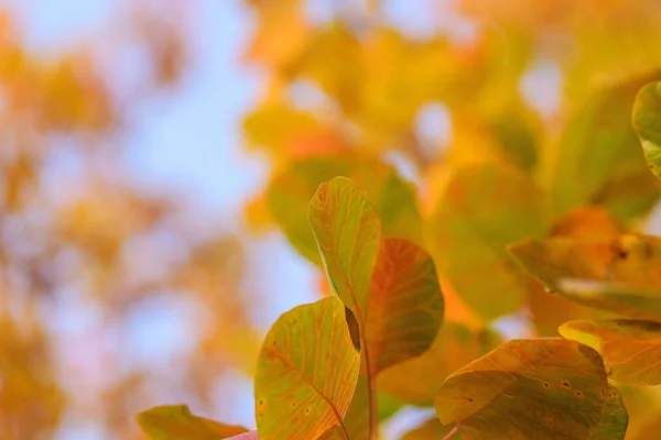 Pomarańczowy Żółty Liście Cotinus Coggygria Jesienią Bliska Selektywny Fokus — Zdjęcie stockowe
