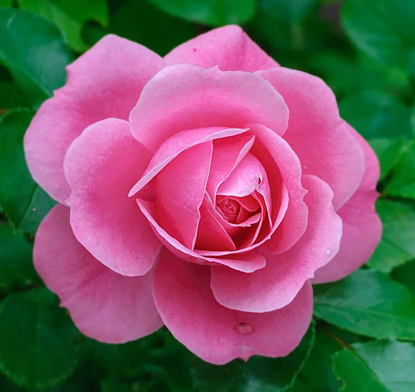 Brote Floreciente Rosa Rosa Fondo Hojas Verdes Vista Superior —  Fotos de Stock