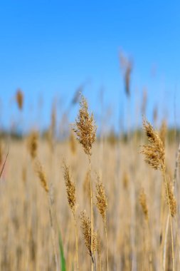 Yaz aylarında göl kıyısında bloomed kamışı yakın çekim