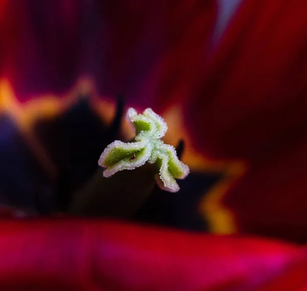 Tulipano Rosso Fiorito Ravvicinato — Foto Stock