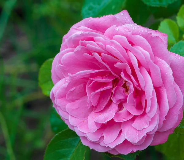 Brote Floreciente Rosa Rosa Sobre Fondo Hojas Verdes Cerca —  Fotos de Stock