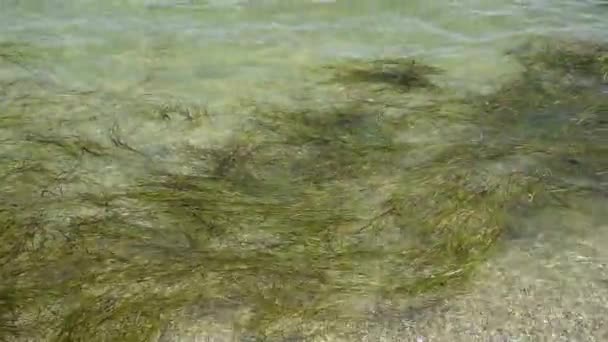 Seaweed Water Shore Black Sea Ukraine — Stock Video