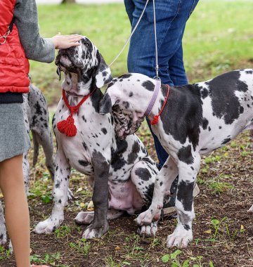 Kırmızı yelekli küçük bir kız yavru bir Alman köpeğini okşuyor.