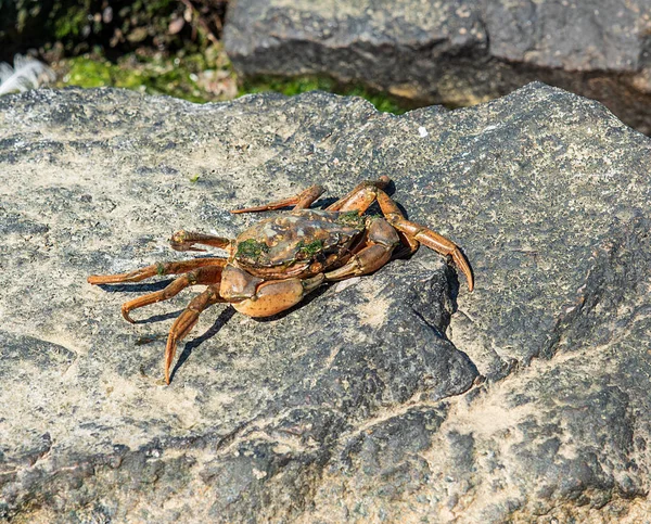 Crabe Mer Est Assis Sur Rocher Avec Des Algues Vertes — Photo