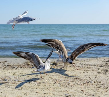 Martılar yaz güneşli bir günde, Ukrayna sahilde sürüsü