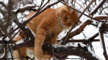 bir dalda bir kış gününde, alt görünümü oturan büyük kırmızı kedi