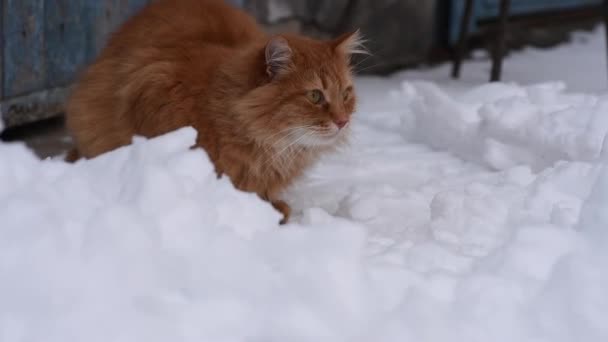 Grande Gato Vermelho Sentado — Vídeo de Stock