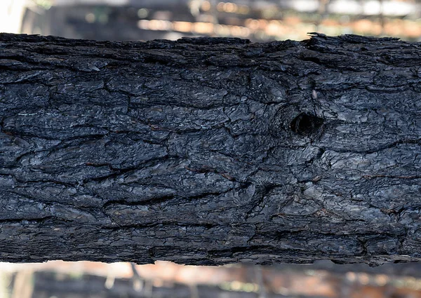 Fragment Bränd Furu Stammen Närbild — Stockfoto