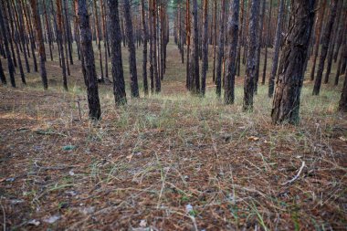 Çam ağaçları bir bahar öğleden sonra üst üste büyüyor, Ukrayna