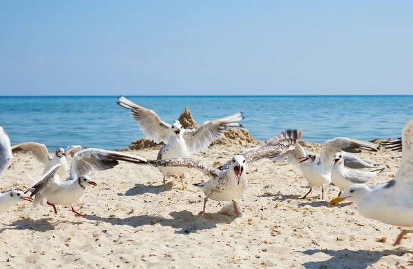 Rebanho Gaivotas Praia Dia Ensolarado Verão Ucrânia Mar Negro — Fotografia de Stock