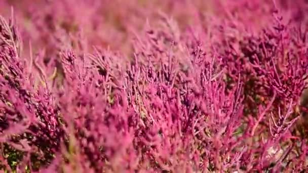 Salicornia Europaea Növény Erősen Szikes Talajok Tenger Partjai Mentén Nyári — Stock videók