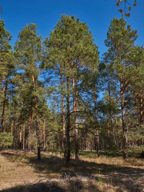  Güneşli bir yaz gününde yeşil kozalaklı orman, Ukrayna