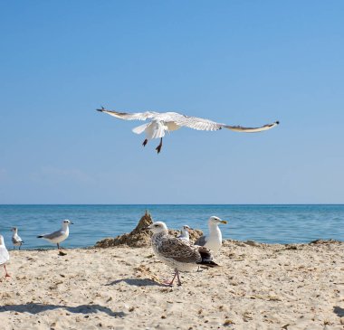 Martılar yaz güneşli bir günde, Ukrayna sahilde sürüsü