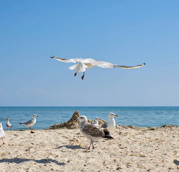 Bandada Gaviotas Playa Día Soleado Verano Ucrania — Foto de Stock