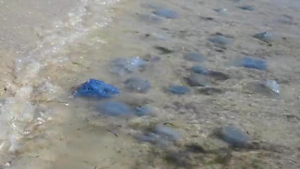 Medusas Muertas Vivas Orilla Del Mar Negro Ucrania — Vídeo de stock