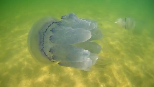 Большие Медузы Плавающие Водой Черном Море Украина Замедленная Съемка — стоковое видео