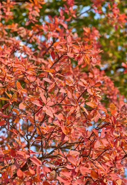 Красные Листья Cotinus Coggygria Крупный План Осенний День — стоковое фото