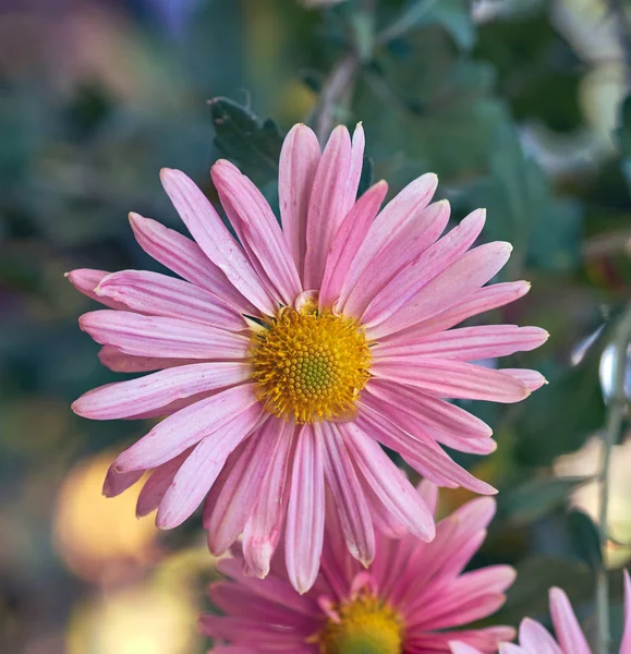 Rosa Blommande Krysantemum Närbild — Stockfoto