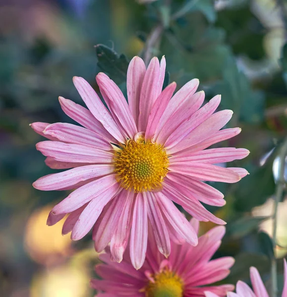 Rose Fleur Chrysanthème Gros Plan — Photo