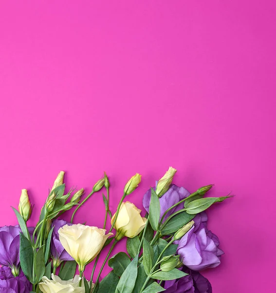 Flores Frescas Florescendo Eustoma Lisianthus Fundo Papel Rosa Espaço Cópia — Fotografia de Stock