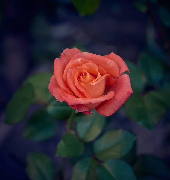 Blommande Ros Trädgården Eftermiddag Översta Vyn — Stockfoto