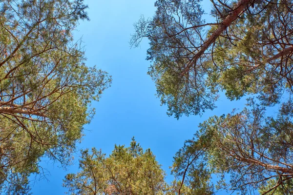 背の高い松と青い空 下枠のビューに対して自分の冠 — ストック写真